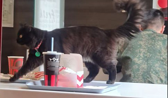 Туляки пожаловались на кота, гуляющего по столам в одном из городских кафе
