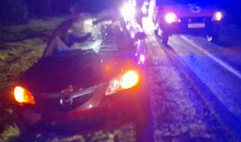 Иномарка сбила лося в Алексине: пострадала пассажирка авто