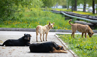 В Кимовске бездомные собаки растерзали труп мужчины
