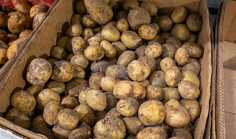 Валовый сбор картофеля в Тульской области вырос на 46,2% за год