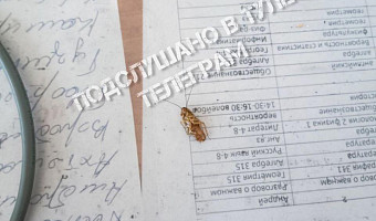 Школьники тульского центра образования пожаловались на обилие тараканов