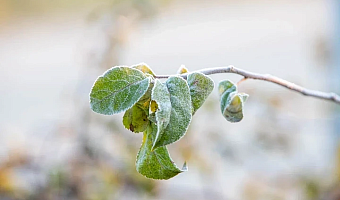 Метеопредупреждение из-за заморозков объявлено в Тульской области 14 мая