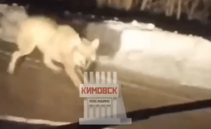 Жителей Кимовского района напугало появление волка: охотники уверены, что это лишь волкособ