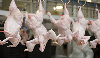 Производитель из Тульской области незаконно повышал срок годности мяса птицы