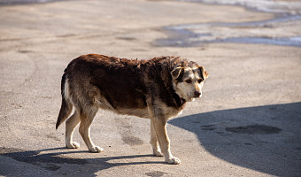Добровольцы-поисковики из Новомосковска спасли щенка, провалившегося в колодец