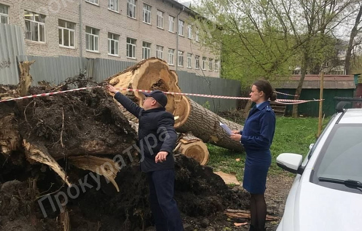 В Туле проверяют УК после падения дерева на детский интернат на улице Софьи Перовской