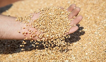 Сбор зерновых в Тульской области вырос на 17% за два года