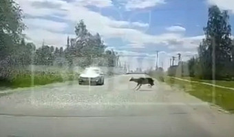 Момент ДТП с оленем в Суворове попал на запись регистратора