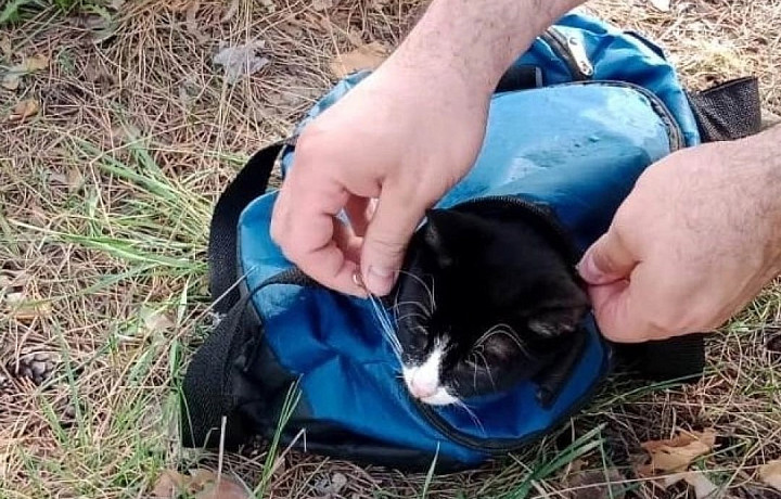 По стопам тульского Барсика: в Самаре поймали кота с марихуаной в ошейнике