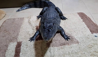 В Туле пропал крокодил Гоша: хозяин объявил поиски экзотического питомца