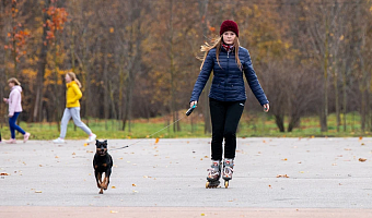 В Туле появятся пять новых площадок для выгула собак