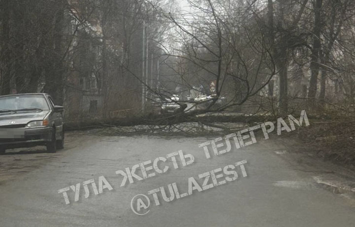 Упавшее дерево перегородило проезд на улице Дементьева в Туле