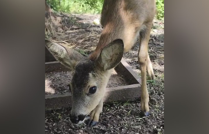 В зооуголке тульского Центрального парка родились две самочки косули