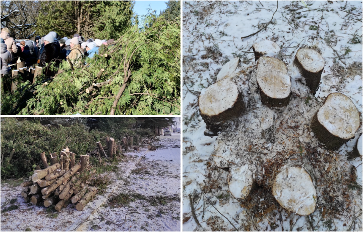 В Тульской области на братской могиле вырубили туи, которые не нужно было рубить: пришлось сажать новые и еще платить за вырубку подрядчику