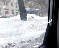 На улице Революции в Туле заметили очень активного лисёнка