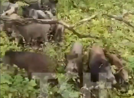 В Ясногорском районе грибники заметили стадо кабанов в лесу