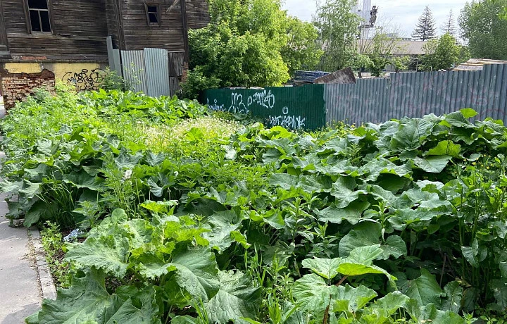 Россияне могут получить штрафы за растущий на участке дачи и за забором борщевик