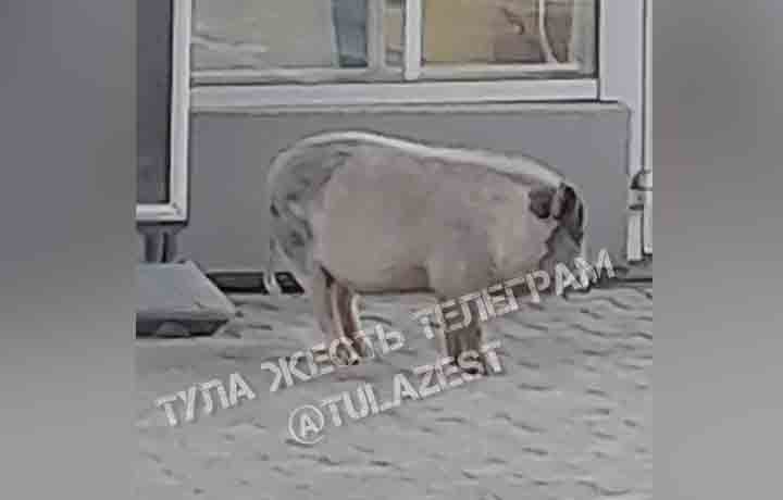 На АЗС вблизи тульской деревни Барсуки был замечен бесхозный поросенок