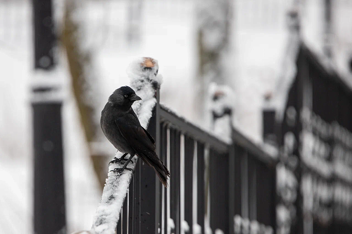 8 февраля в Туле ожидается переменная облачность и до -11 градусов
