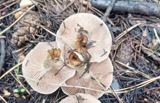 Туляки в соцсетях похвастались собранными грибами