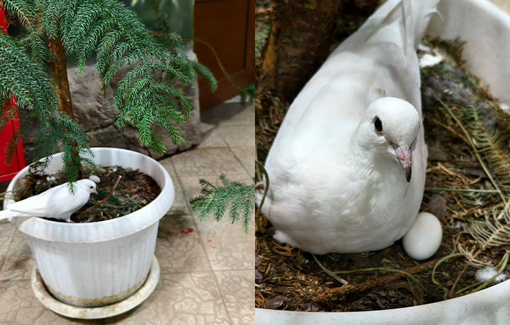 Неопытная горлица из Тульского экзотариума снесла яйцо в цветочном горшке