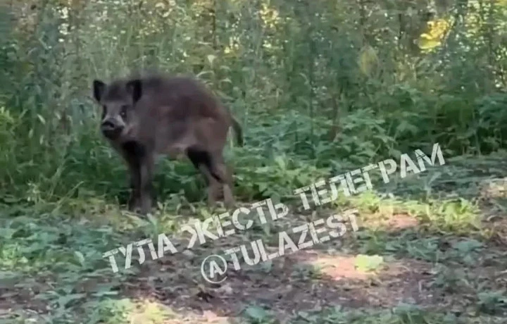 В Туле поймали кабана, гулявшего в Платоновском парке