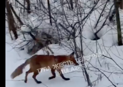По Туле бегает лисица с поврежденным хвостом