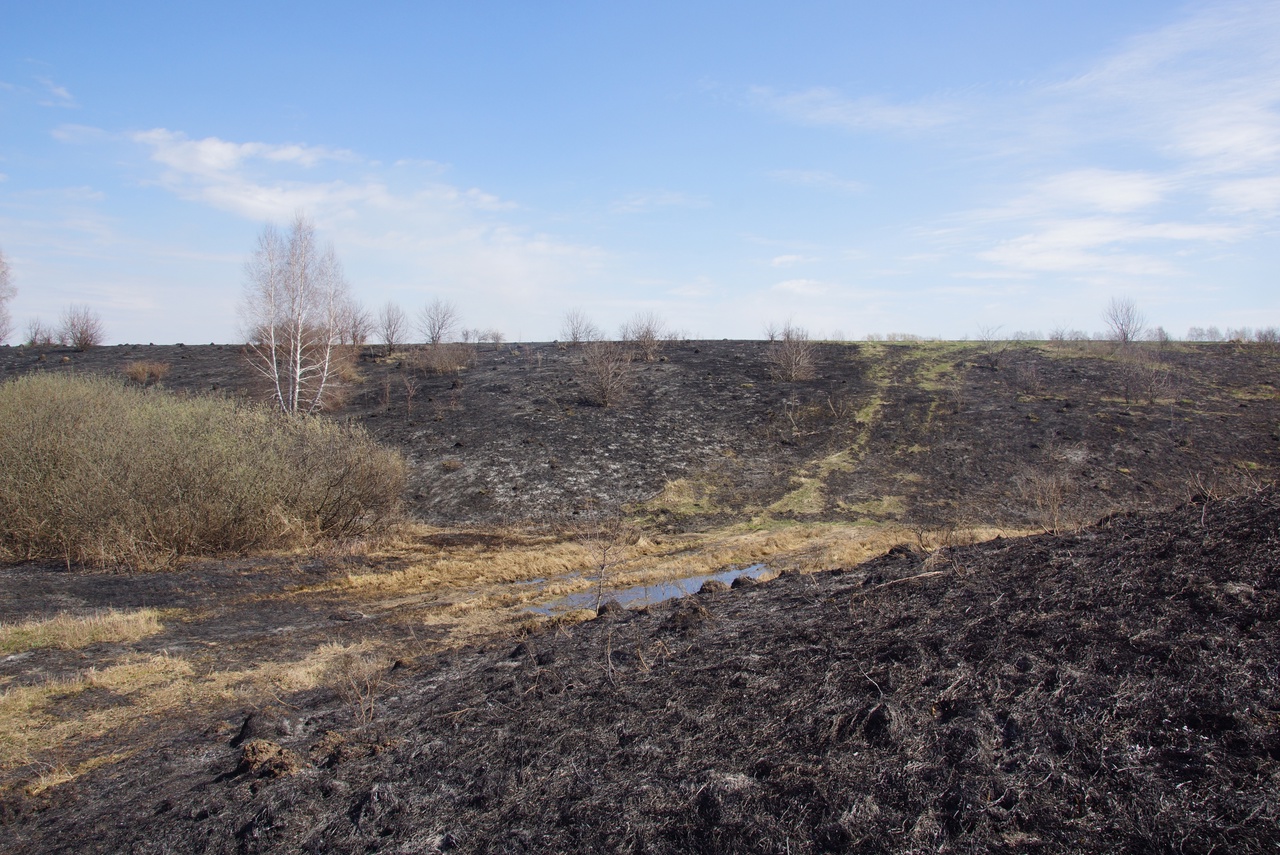 В Тульской области огонь уничтожил крупную популяцию краснокнижной сон-травы
