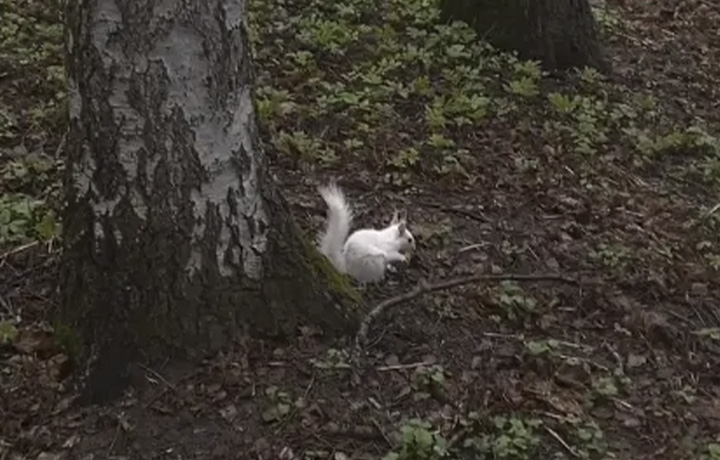 В тульском парке Белоусова заметили белок с редкой генетической мутацией