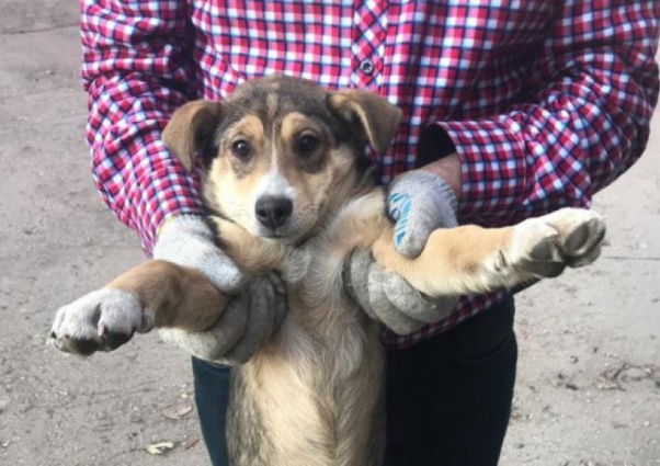 В Туле пройдет фестиваль помощи бездомным животным «Машина добра»