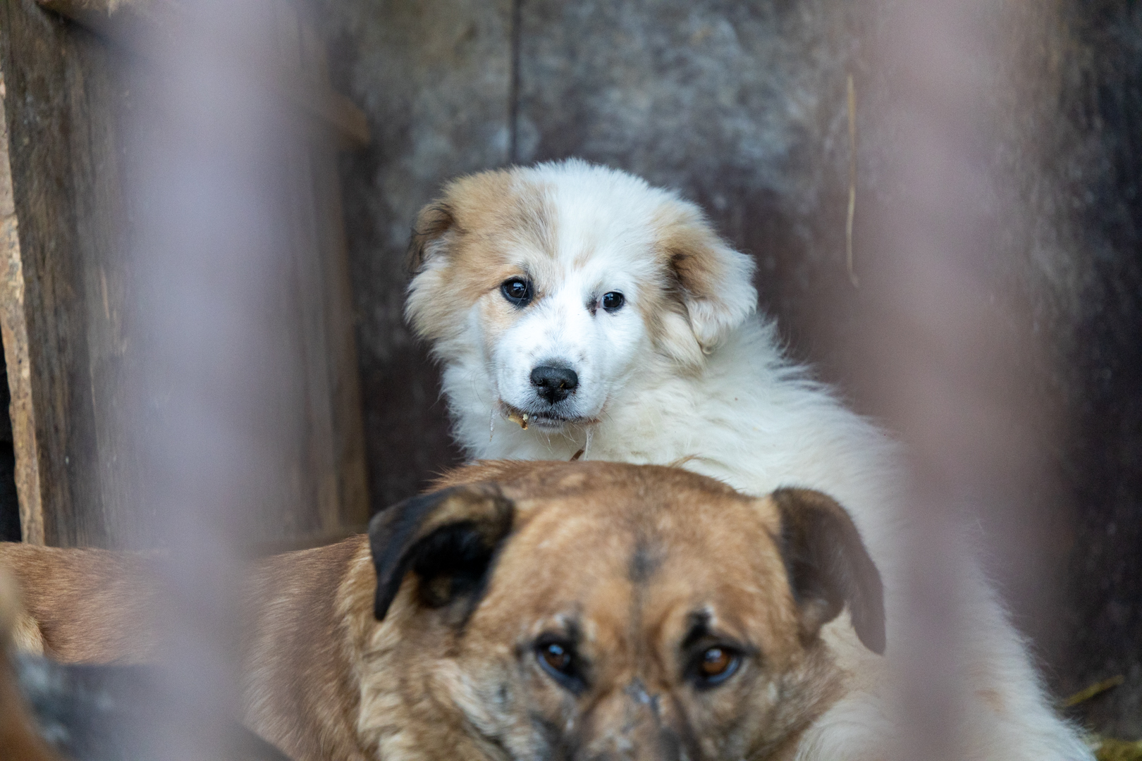 Тульский приют "Любимец" объявил Дни помощи животным без кураторов