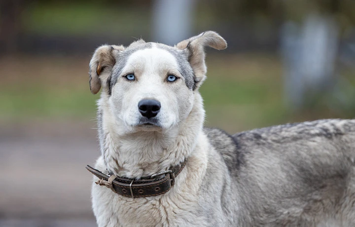 Жители Тульской области столкнулись с дефицитом таблеток от клещей для собак