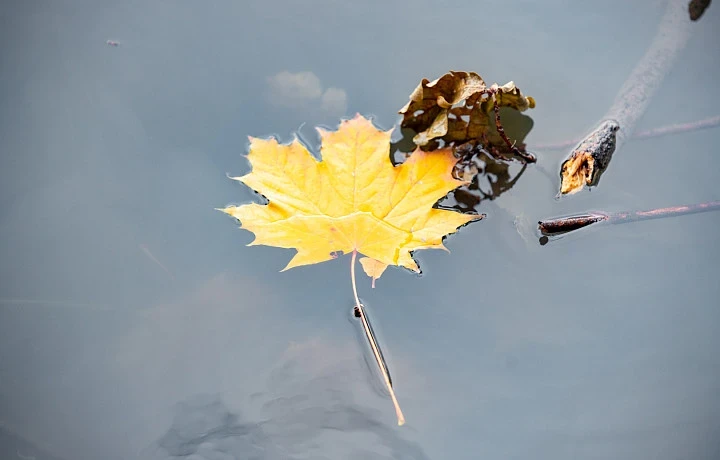 Синоптик Ильин рассказал, какая погода ждет туляков с 20 по 24 октября