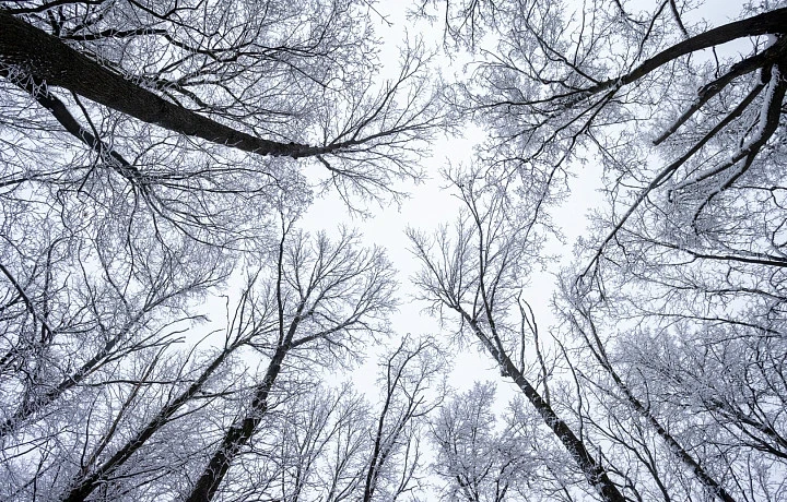 В Тульской области 18 ноября прогнозируется сильный ветер