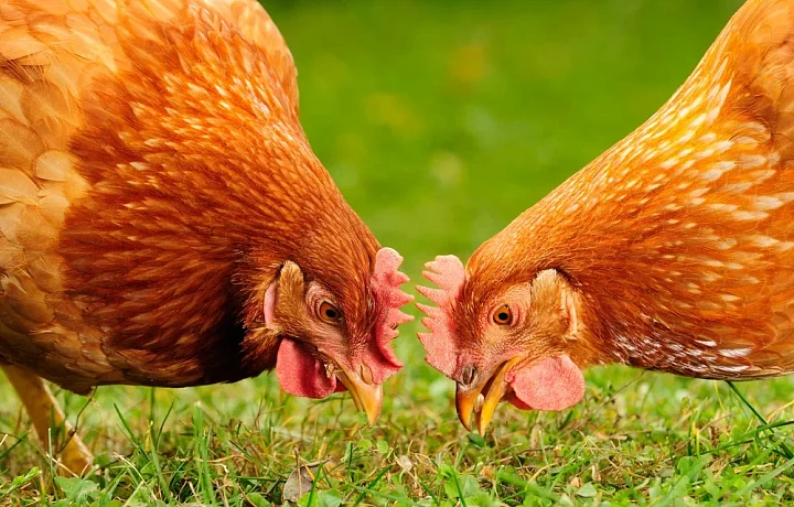 В 2025 году Тульская область на 15,7% увеличила производство скота и птицы на убой