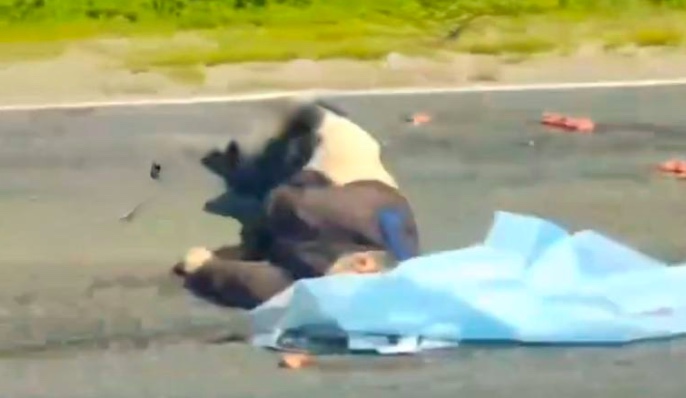 В Донском Тульской области водитель насмерть сбил пешехода и скрылся