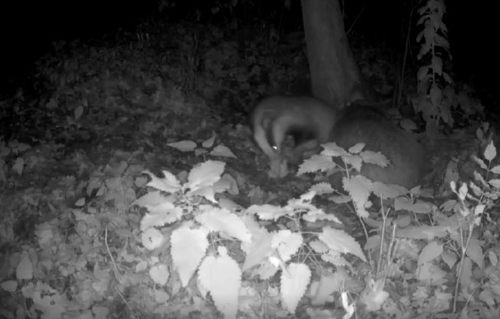 В заповеднике «Калужские засеки» на границе Тульской области фотоловушка засняла барсуков, готовящих нору к зиме