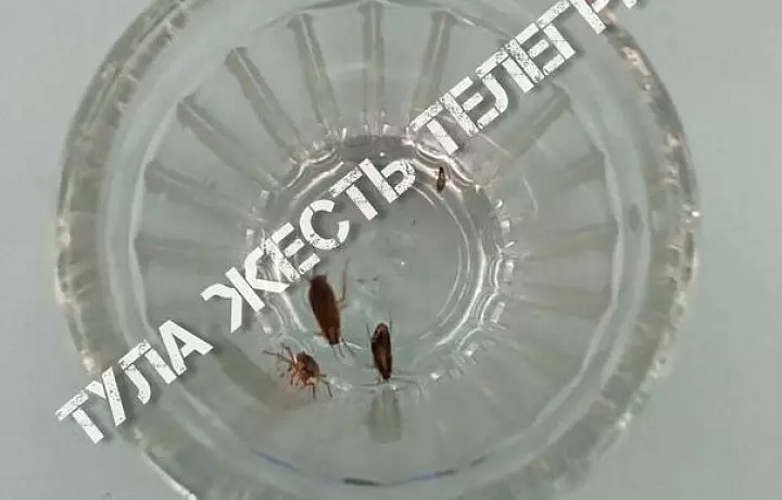 В тульской школе провели генеральную уборку после обнаружения тараканов в стакане