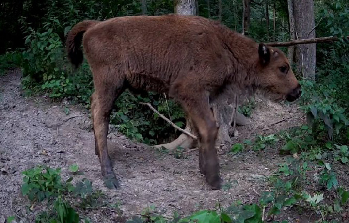 Смуглый зубренок попался в фотоловушку заповедника на границе Тульской области
