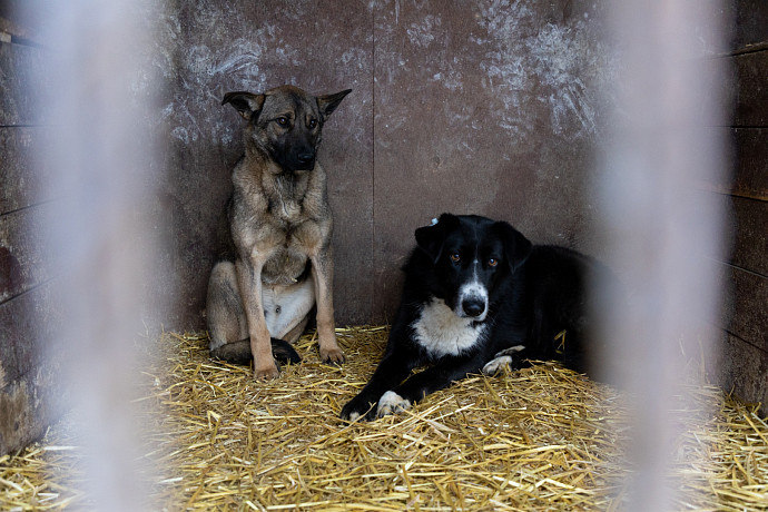 Владимир Путин подписал закон о запрете самовыгула домашних животных