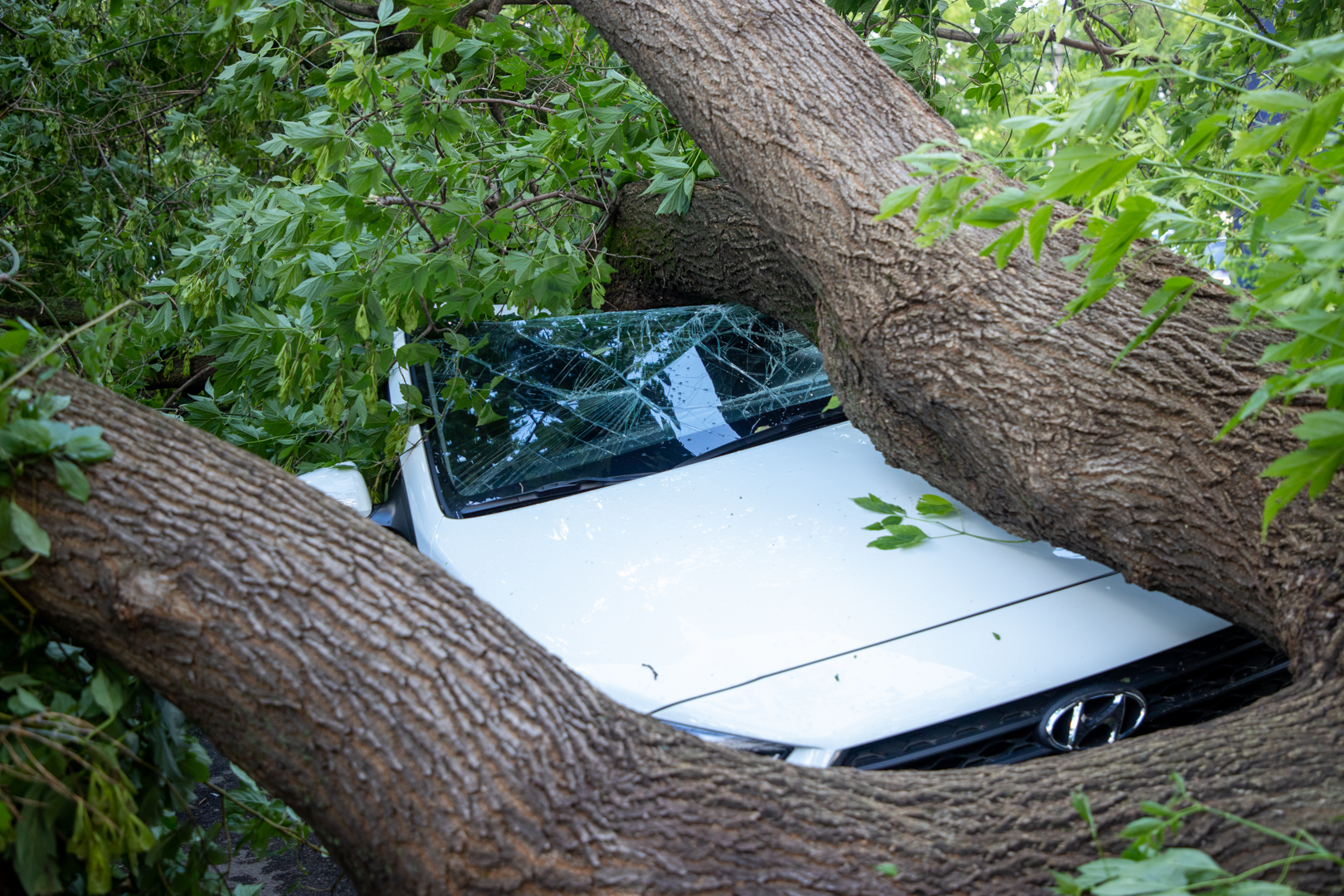 В Госдуме предложили обязать страховщиков компенсировать ущерб от дорожных ям и упавших деревьев по ОСАГО