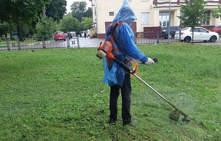 В Туле потратят шесть миллионов рублей на удаление сорняков