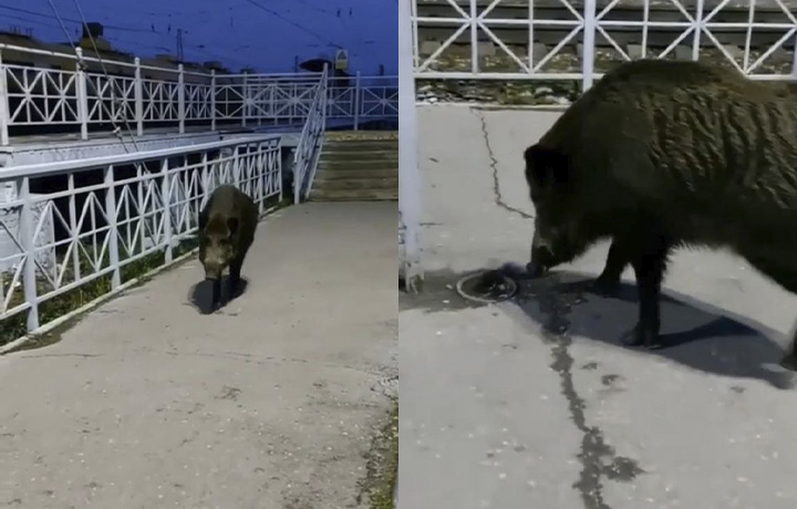 Дикий кабан разгуливает по улицам Ясногорска