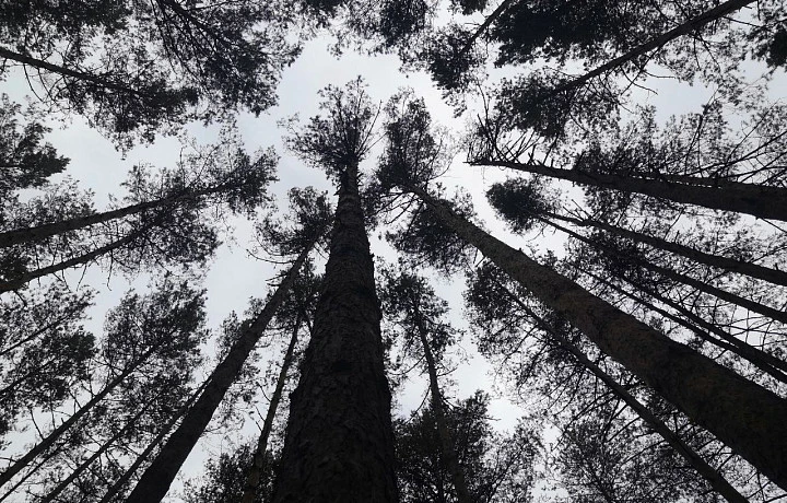 В Тульской области за сутки из-за ветра упали 65 деревьев