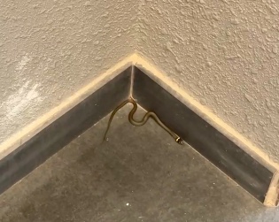 Змея заползла в подъезд многоэтажки в Туле