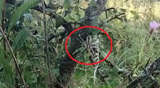 В Туле заметили пауков-ос в большом количестве: эксперт объяснил, опасны ли они