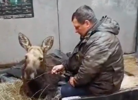 В Дубенском районе спасли лосёнка