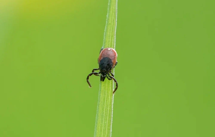 В Тульской области запустили мониторинг клещевых инфекций