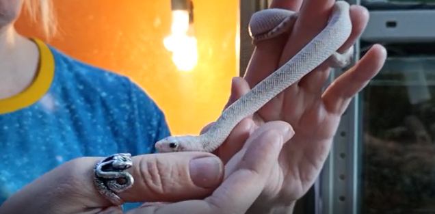 Тулячка обнаружила в подъезде белую змею