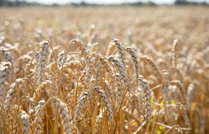 В Тульской области 22 августа отметят День поля